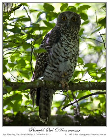 Powerful Owl (Ninox strenua) by Ian 5