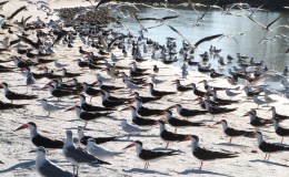 Bible Birds – Eyes and&nbsp;Birds