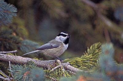 Mountain Chickadee (Poecile gambeli) ©WikiC