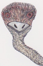 Ostrich by Francois Maurice
