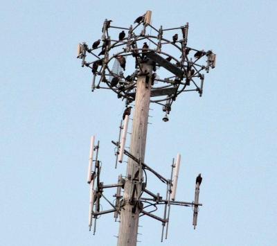 The Tower with 20 Bald Eagles