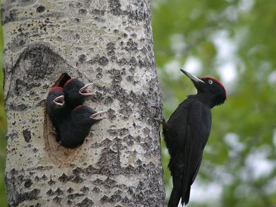 Black Woodpecker (Dryocopus martius) with Young ©WikiC