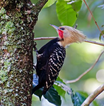 Blond-crested Woodpecker (Celeus flavescens) ©WikiC