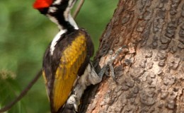 Woodpecker Wonderfully Created