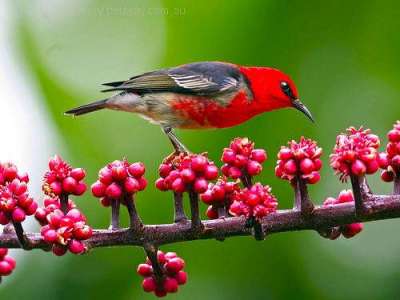 Scarlet Myzomela (Myzomela sanguinolenta) by Ian at Birdway