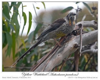Yellow Wattlebird (Anthochaera paradoxa) by Ian 1