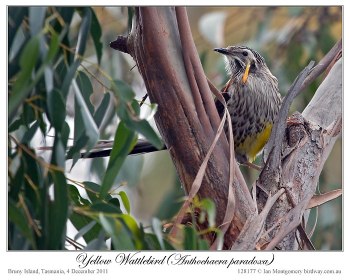 Yellow Wattlebird (Anthochaera paradoxa) by Ian 2