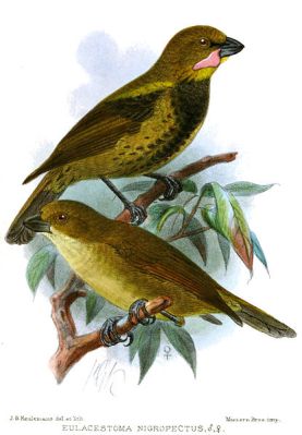 Wattled Ploughbill (Eulacestoma nigropectus) ©Drawing WikiC