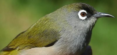 Reunion Olive White-eye (Zosterops olivaceus) ©WikiC