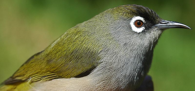 Reunion Olive White-eye (Zosterops olivaceus) ©WikiC