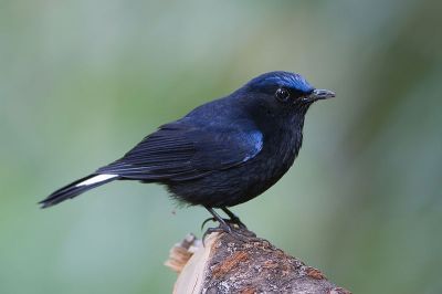 White-tailed Robin (Myiomela leucura) ©WikiC