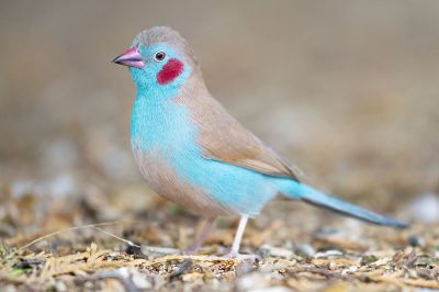 Red-cheeked Cordon-bleu (Uraeginthus bengalus) ©WikiC
