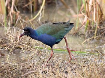 Allen's Gallinule (Porphyrio alleni) ©WikiC
