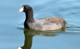 Child’s Book of Water Birds ~ The&nbsp;Coot