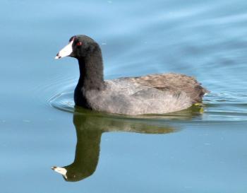 American Coot (Fulica americana) by Lee at Lk Morton