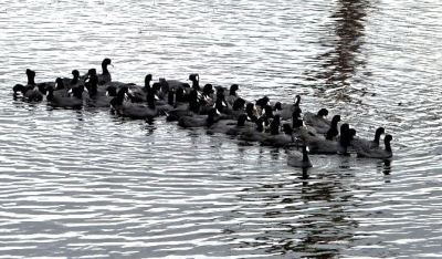 American Coot (Fulica americana) at Viera Wetlands by Lee