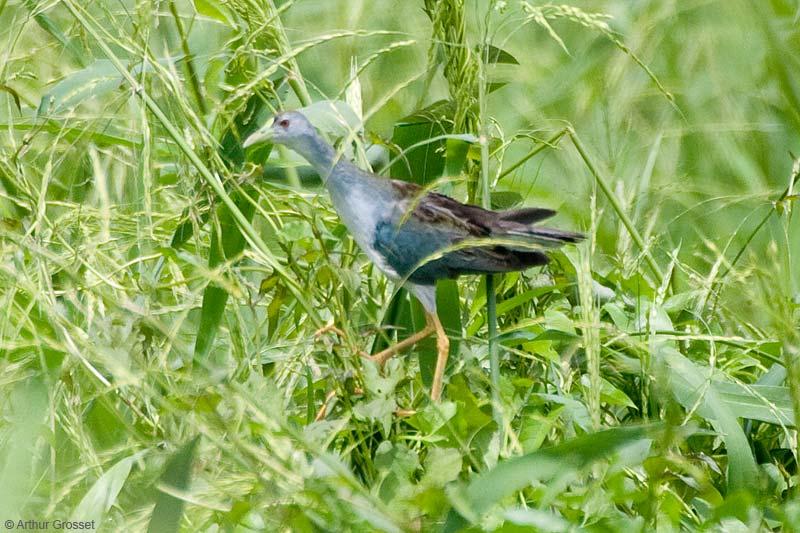 Azure Gallinule (Porphyrio flavirostris) ©Arthur Grosset
