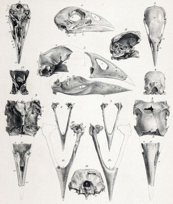 Mohoau (Porphyrio mantelli) † Extinct (North Island Takahē) ©WikiC