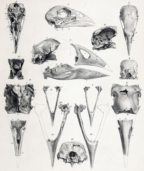 Mohoau (Porphyrio mantelli) † Extinct (North Island Takahē) ©WikiC