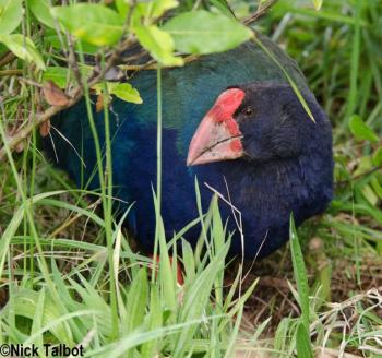 Takahe (Porphyrio hochstetteri) by Nick Talbot