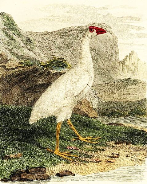 White Swamphen (Lord Howe) (Porphyrio albus) † Extinct ©WikiC