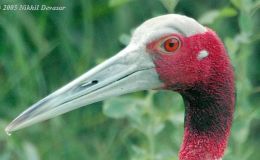Birds of the Bible – Not Seeing Or&nbsp;Hearing