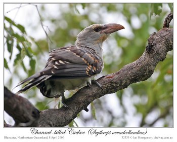 Channel-billed Cuckoo (Scythrops novaehollandiae) by Ian