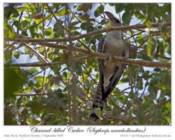 Channel-billed Cuckoo (Scythrops novaehollandiae) by Ian