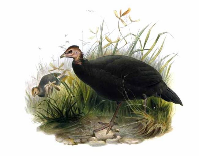 Black Guineafowl (Agelastes niger) ©Drawing WikiC