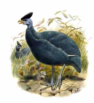 Plumed Guineafowl (Guttera plumifera) ©Drawing WikiC