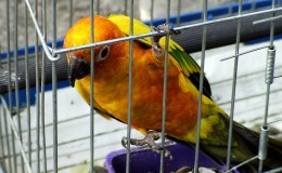 Vol. 2, No. 3 – The Captive’s&nbsp;Escape