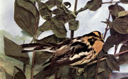 Vol. 2, No. 4 – The Blackburnian&nbsp;Warbler
