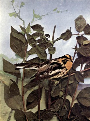 Blackburnian Warbler of Birds Illustrated by Color Photography, 1897
