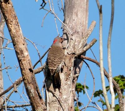 Northern Flicker cropped by Lee at S. Lk Howard Ntr Pk