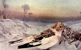 Vol. 2, No. 4 – The&nbsp;Snowflake