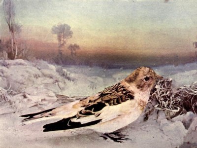Snow Bunting of Birds Illustrated by Color Photography, 1897
