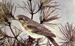 Vol. 2, No. 4 – The Warbling&nbsp;Vireo