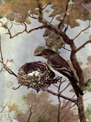 Wood Pewee of Birds Illustrated by Color Photography, 1897