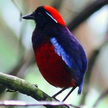 Garnet Pitta (Erythropitta granatina) by Timothy©©