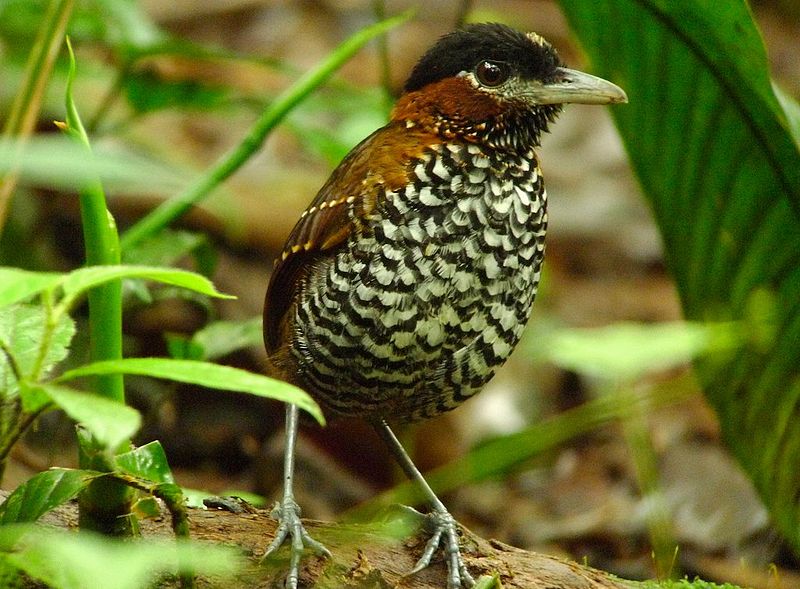 Black-crowned Antpitta (Pittasoma michleri) ©WikiC