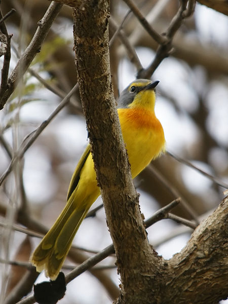 Orange-breasted Bushshrike (Chlorophoneus sulfureopectus) ©WikiC