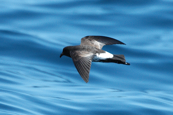 New Zealand Storm Petrel (Fregetta maorianus) ©WikiC