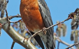 When The Robins Came – by Dorothy (Dot) Belle&nbsp;Malcolm