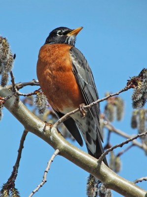 American Robin (Turdus migratorius)by Raymond Barlow