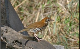Birds of the Bible – Thrush&nbsp;Songs