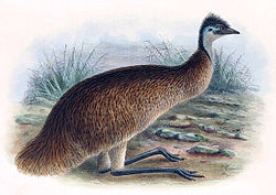 Emu