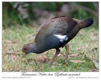 Tasmanian Nativehen (Tribonyx mortierii) by Ian 3
