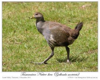 Tasmanian Nativehen (Tribonyx mortierii) by Ian 6