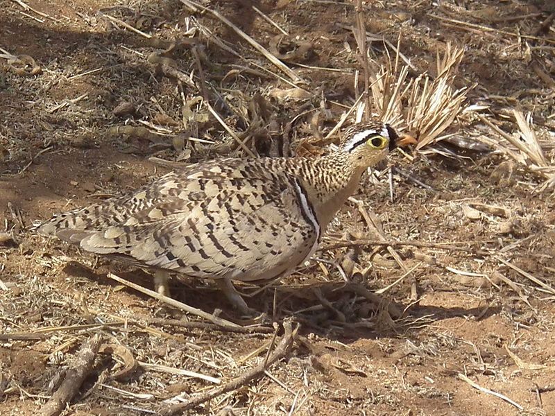 Black-faced Sandgrouse (Pterocles decoratus) ©WikiC