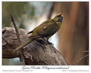 Green Rosella (Platycercus caledonicus) by Ian 3